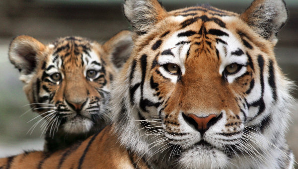 Over 20 Rare Amur Tigers Killed in Far East in 2013– IFAW