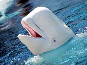 US Group Petitions Russia to Free Beluga Whales